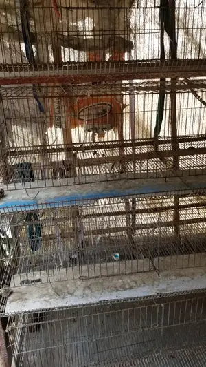 Quail Bird Cage