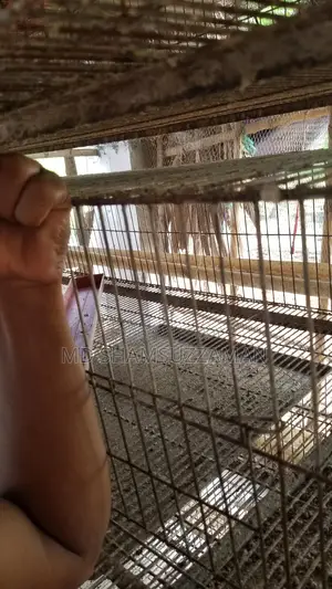 Quail Bird Cage