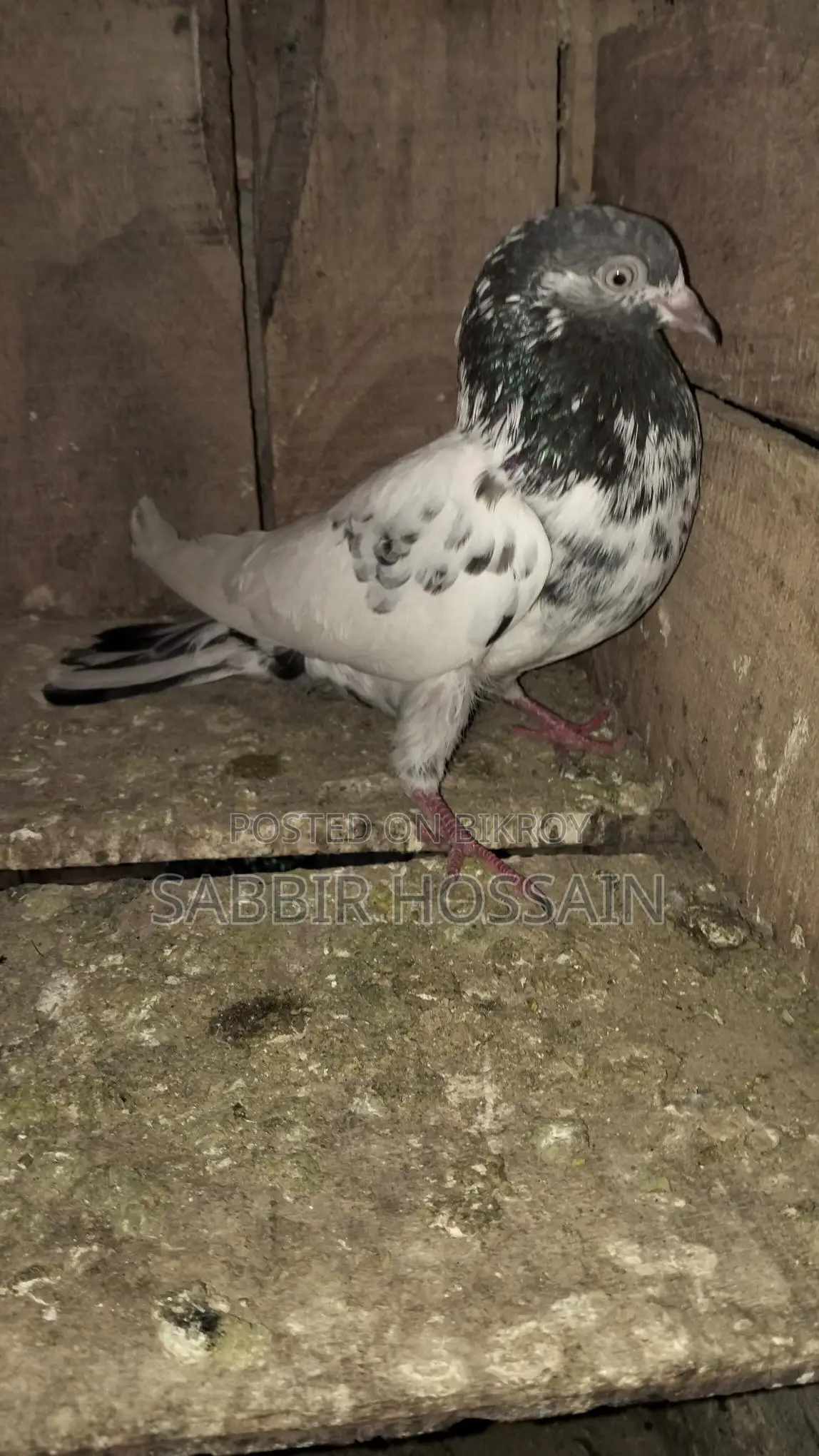 Racing Pigeons for Sale