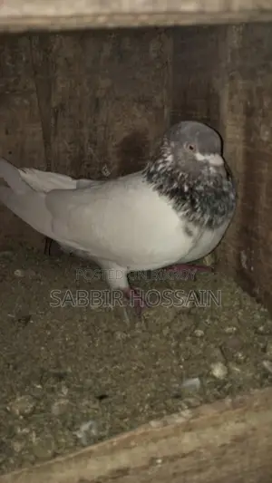 Racing Pigeons for Sale