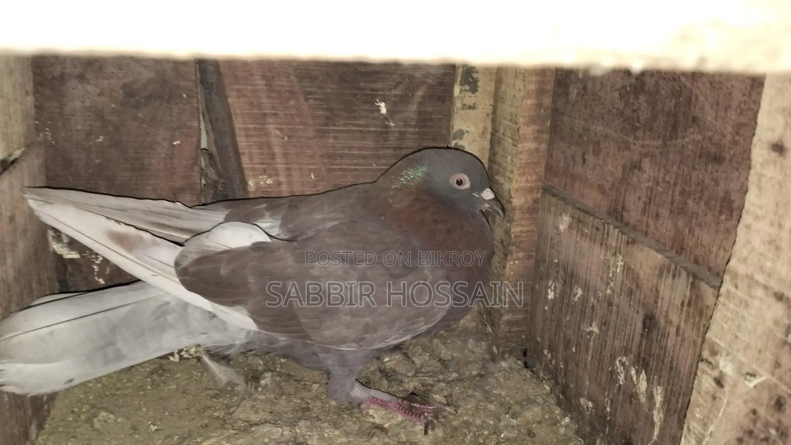 Racing Pigeons for Sale