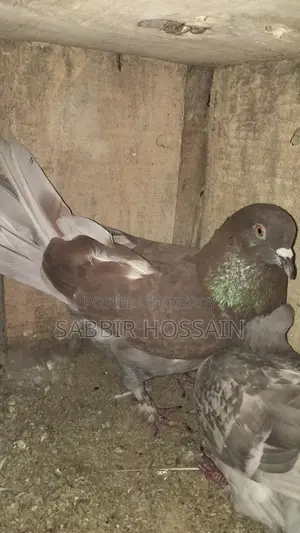 Racing Pigeons for Sale