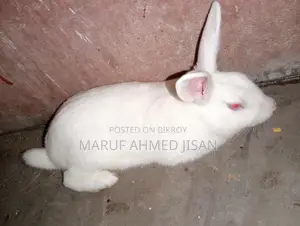 Rabbits for sale