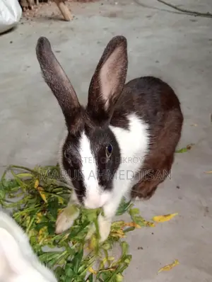 Rabbits for sale