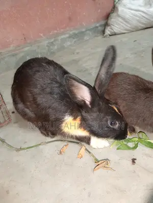 Rabbits for sale