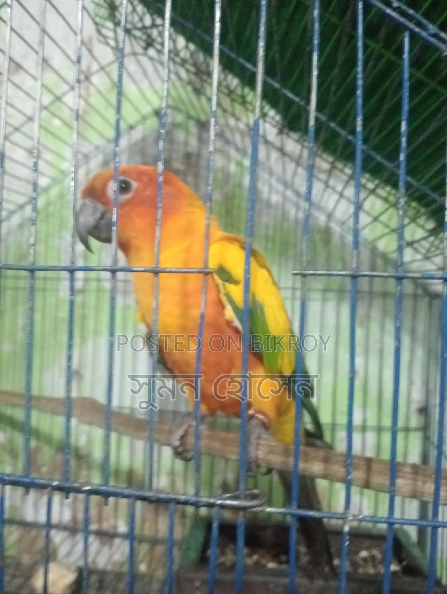 Sun Conure Bird, Half-Tame Female