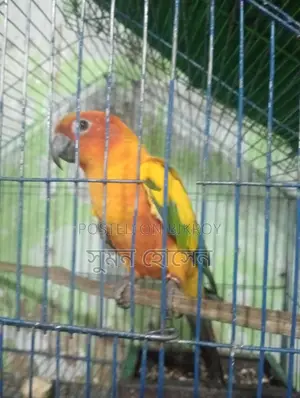Sun Conure Bird, Half-Tame Female