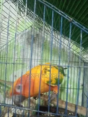Sun Conure Bird, Half-Tame Female