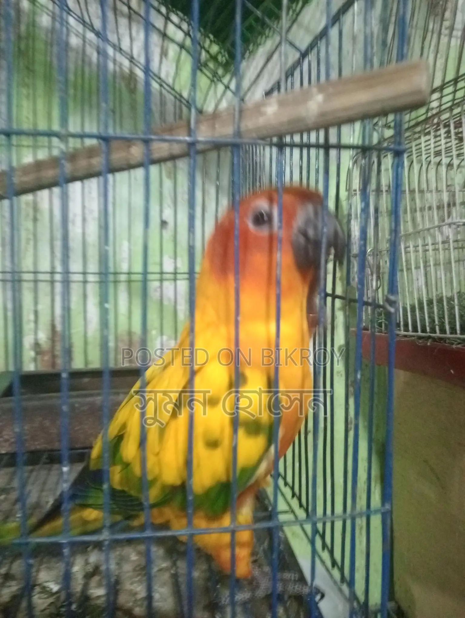 Sun Conure Bird, Half-Tame Female