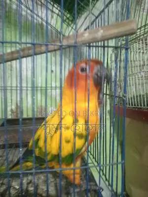 Sun Conure Bird, Half-Tame Female