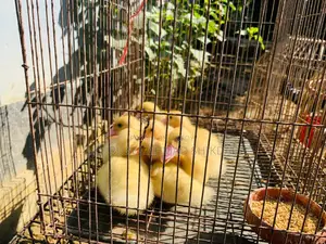 White Muscovy Ducklings