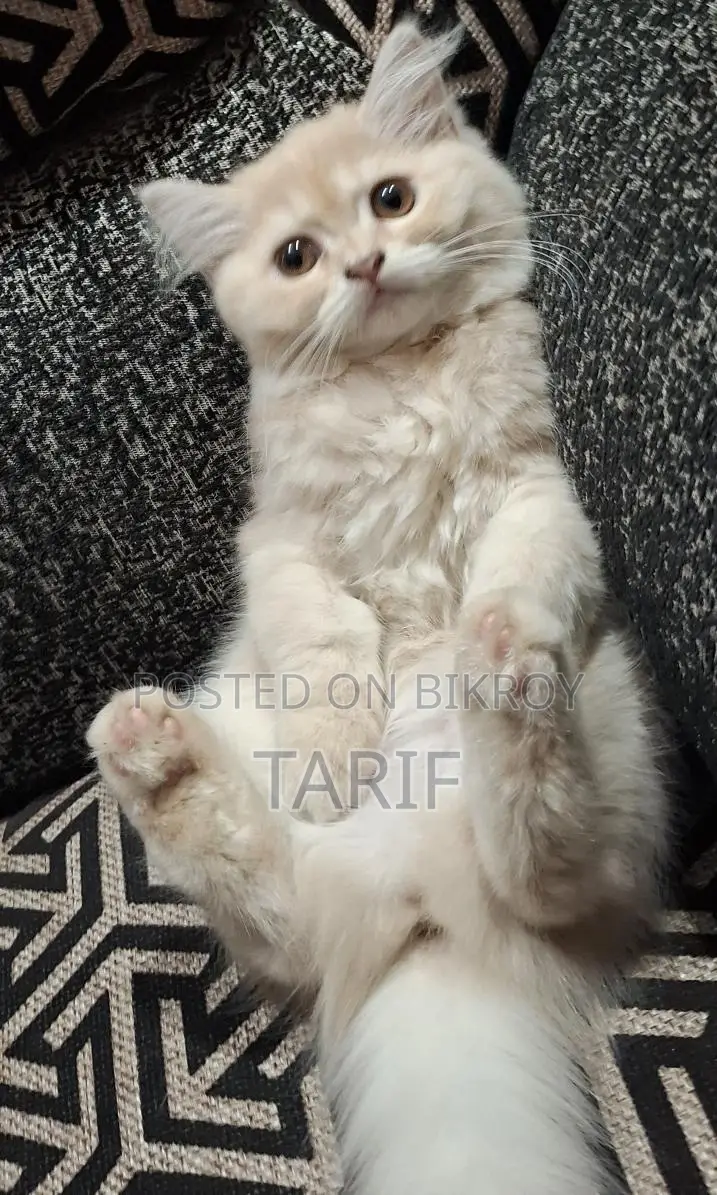 Exotic Persian Cat