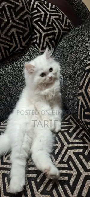 Exotic Persian Cat