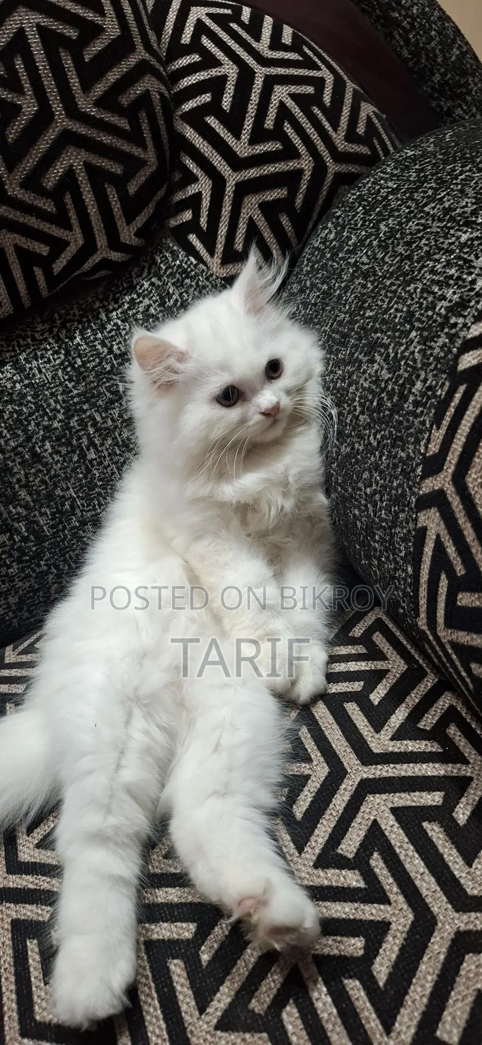 Exotic Persian Cat