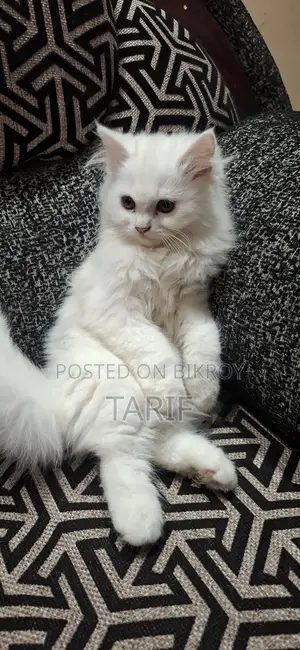Exotic Persian Cat