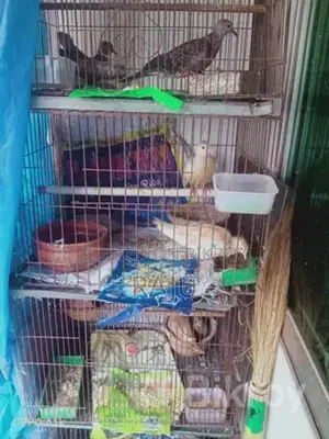 Gugu Bird