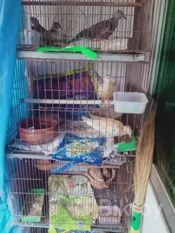 Gugu Bird