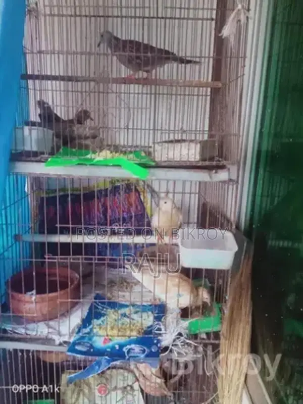 Gugu Bird