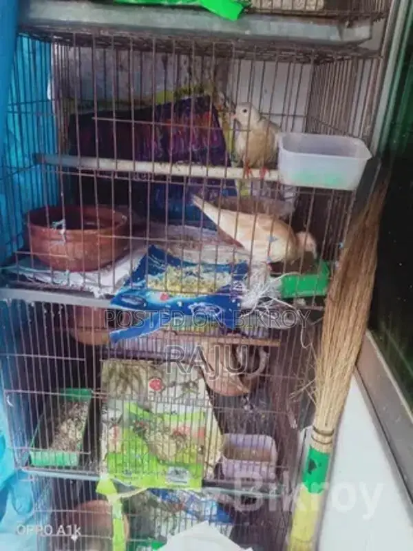 Gugu Bird