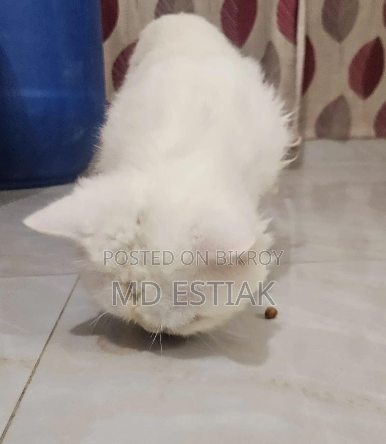 পাশিয়ান বিড়াল