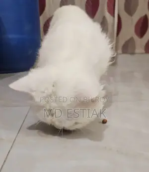 পাশিয়ান বিড়াল