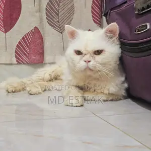 পাশিয়ান বিড়াল