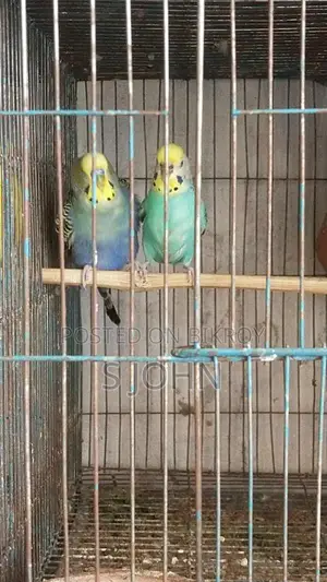 বাজরিকা মাস্টার পেয়ার