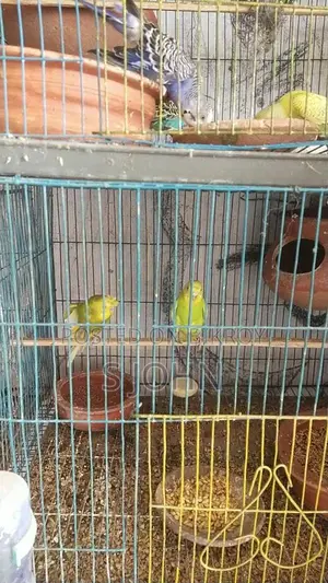 Budgerigar Master Pair