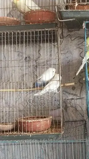 Budgerigar Master Pair