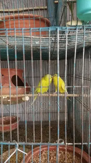 Budgerigar Master Pair