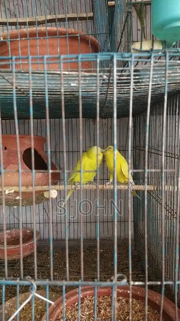 Budgerigar Master Pair