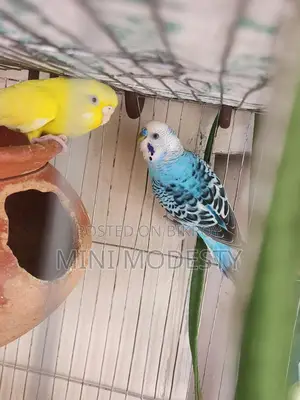 3 Budgie Birds