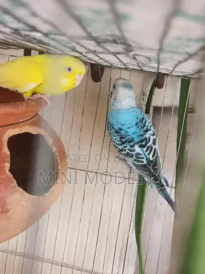 3 Budgie Birds