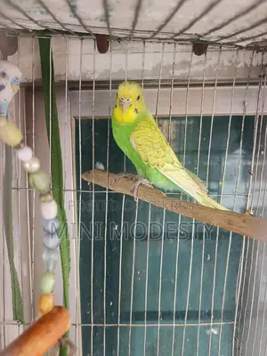 3 Budgie Birds