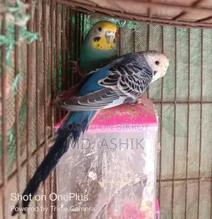 ফিমেল বাজরিকা পাখি