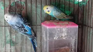 Female Budgie Bird