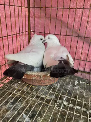 Kaldom Running Pair