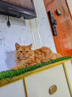Persian Cat