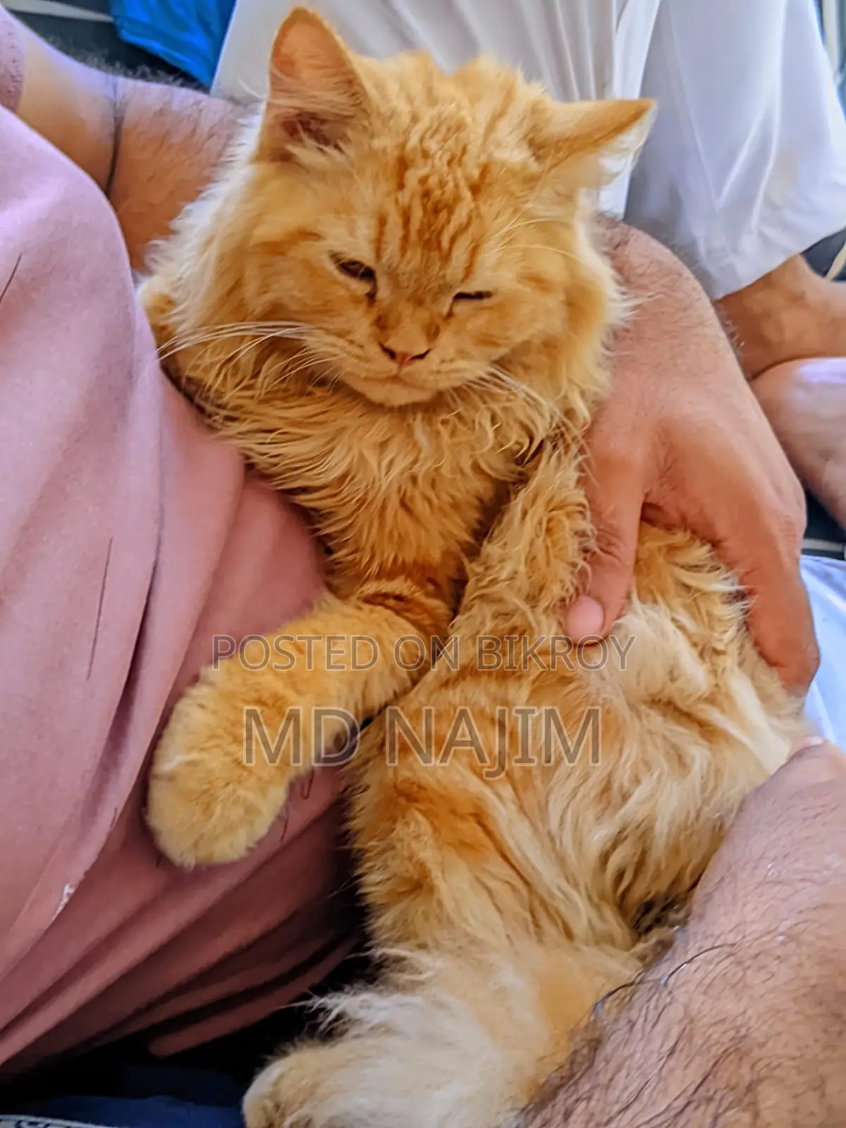 Persian Cat