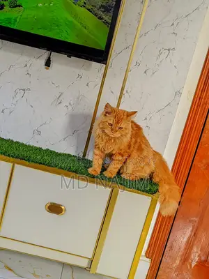 Persian Cat