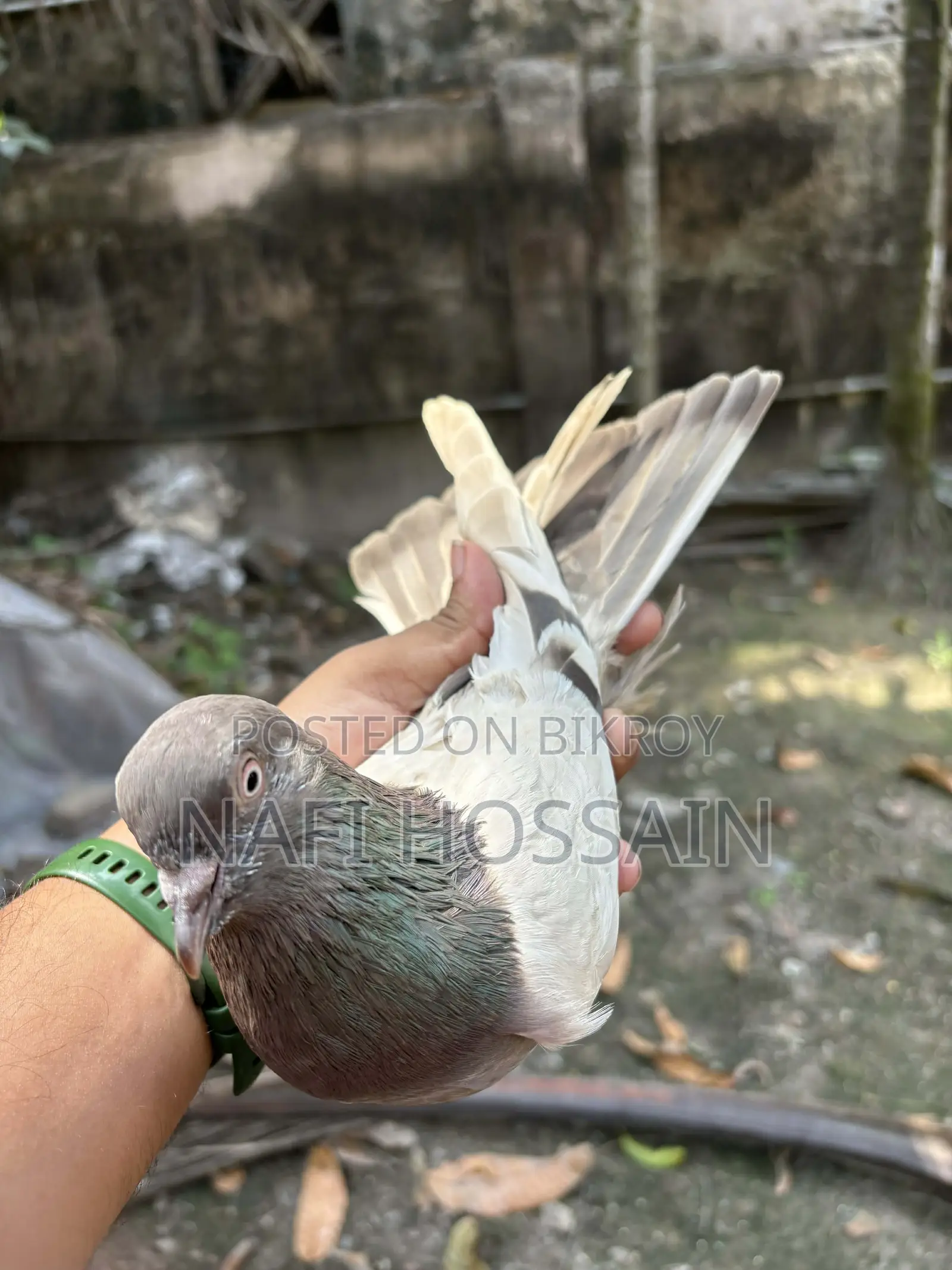 Rajshahi Giribaz Pigeon