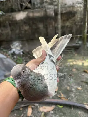 Rajshahi Giribaz Pigeon