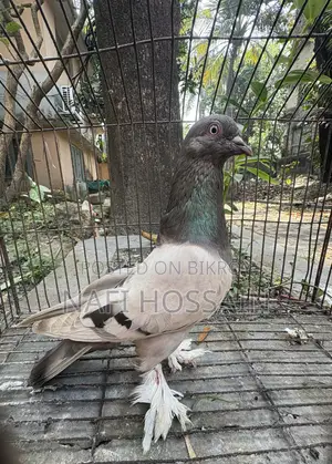Rajshahi Giribaz Pigeon