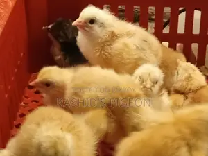 মুরগির বাচচা