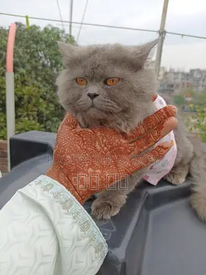 Persian Male