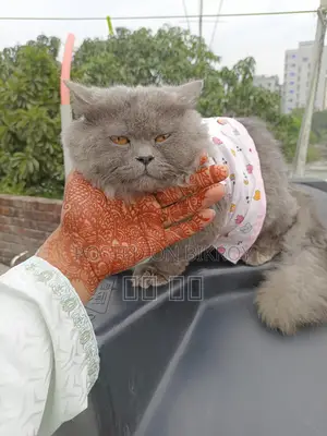 Persian Male