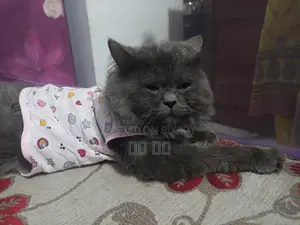 Persian Male