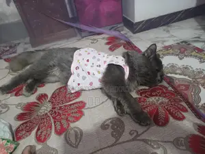 Persian Male