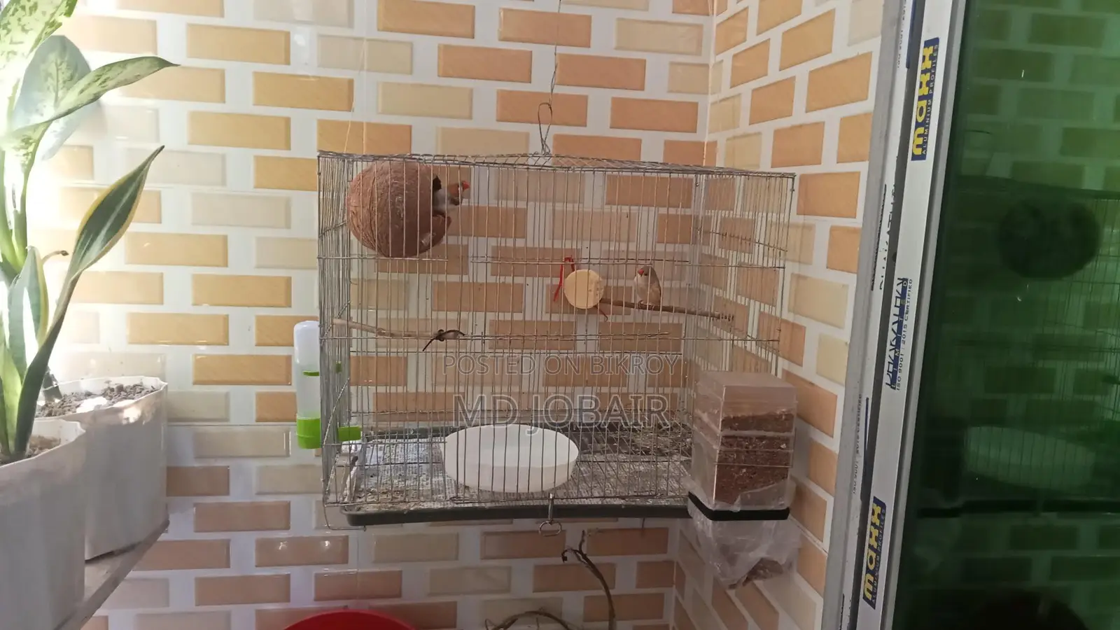 Zebra Finch Full Setup