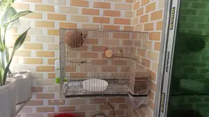 Zebra Finch Full Setup